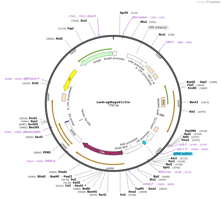 173659-plasmid-map-sequence-id-361932