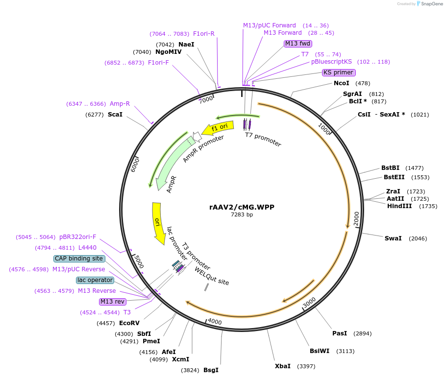 184542-plasmid-map-sequence-id-361933