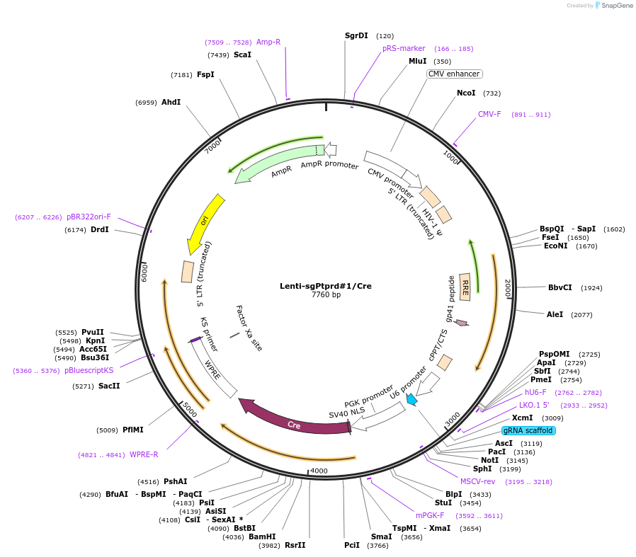 173647-plasmid-map-sequence-id-361935