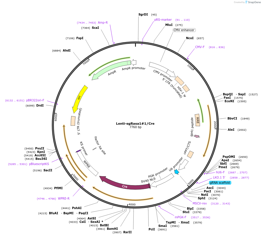 173649-plasmid-map-sequence-id-361938