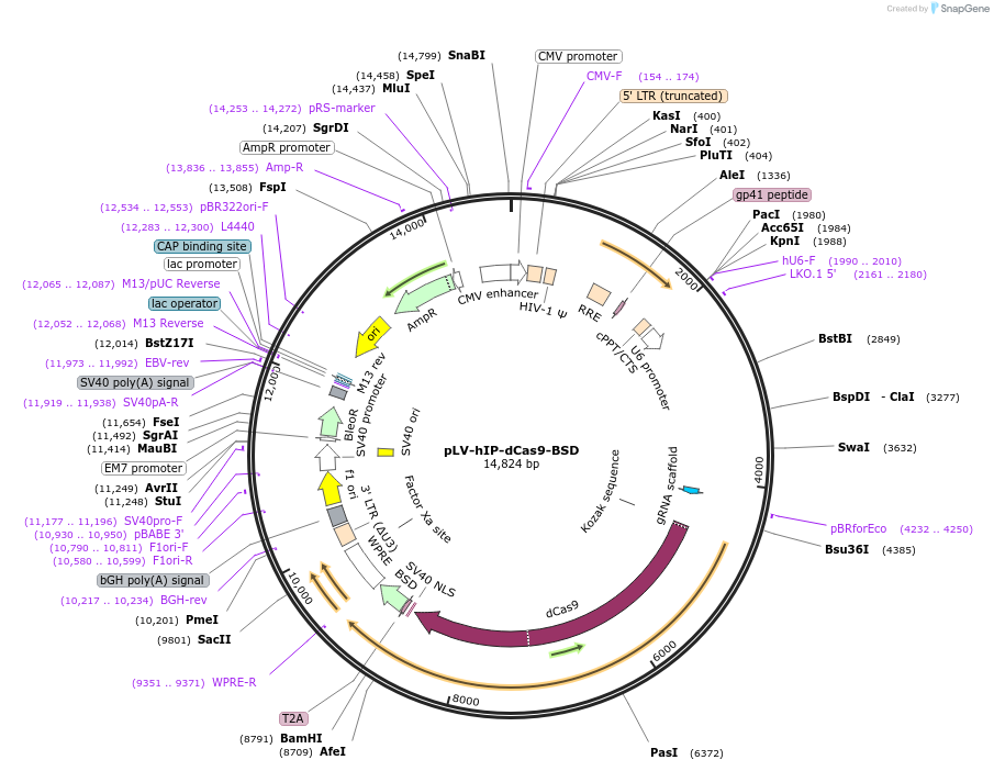 183231-plasmid-map-sequence-id-361985