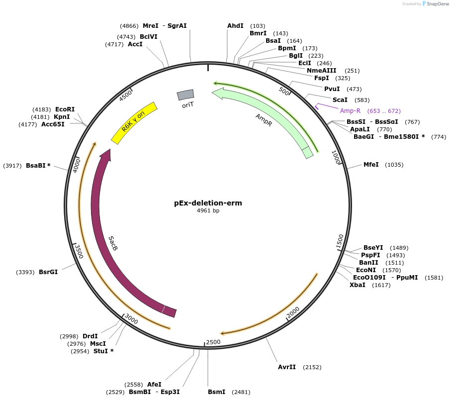 172213-plasmid-map-sequence-id-361986
