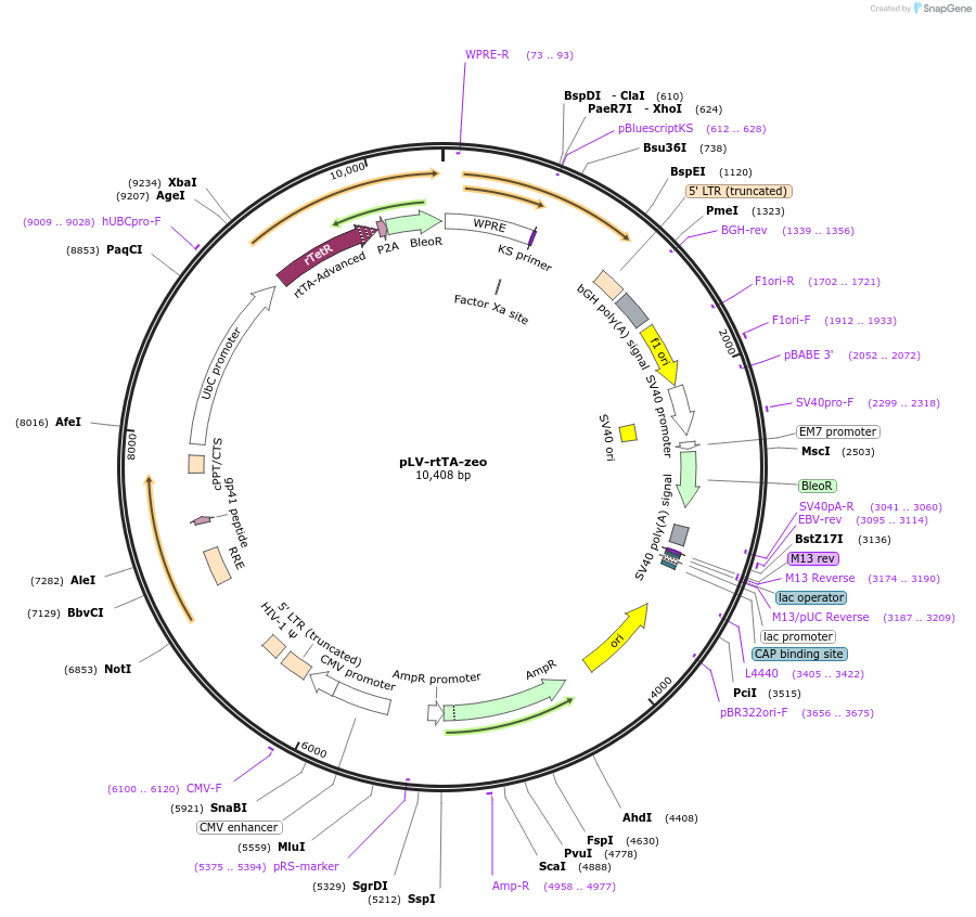183233-plasmid-map-sequence-id-361988