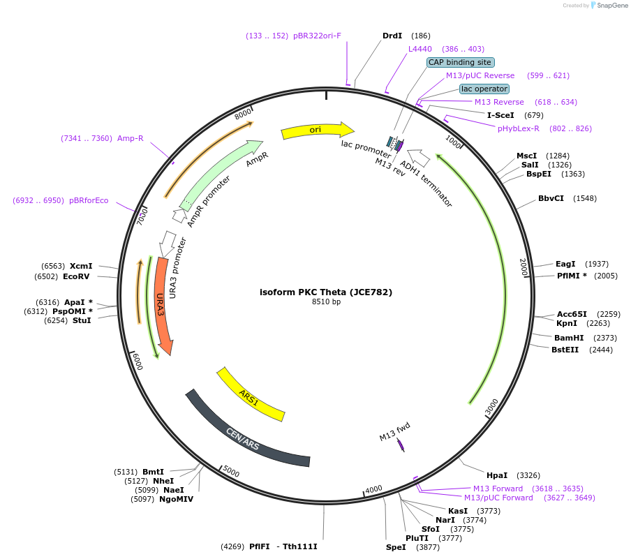 182026-plasmid-map-sequence-id-361999