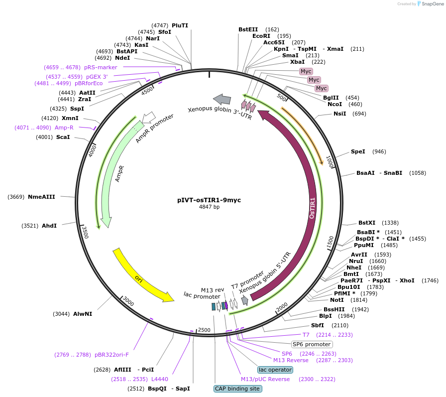 182043-plasmid-map-sequence-id-362006
