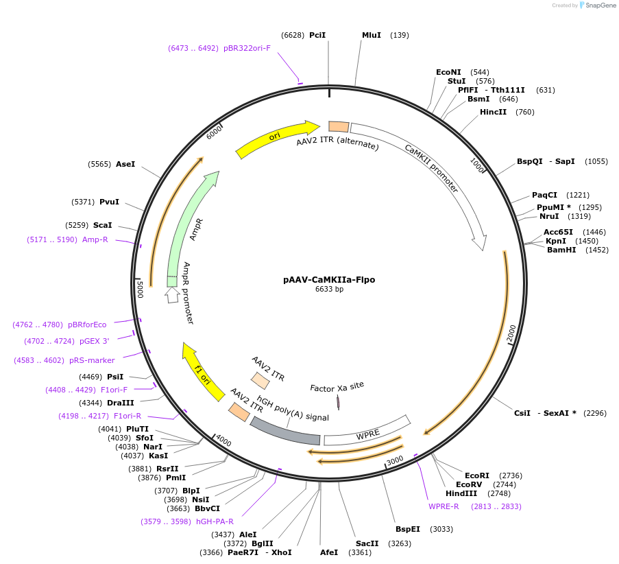 183535-plasmid-map-sequence-id-362017
