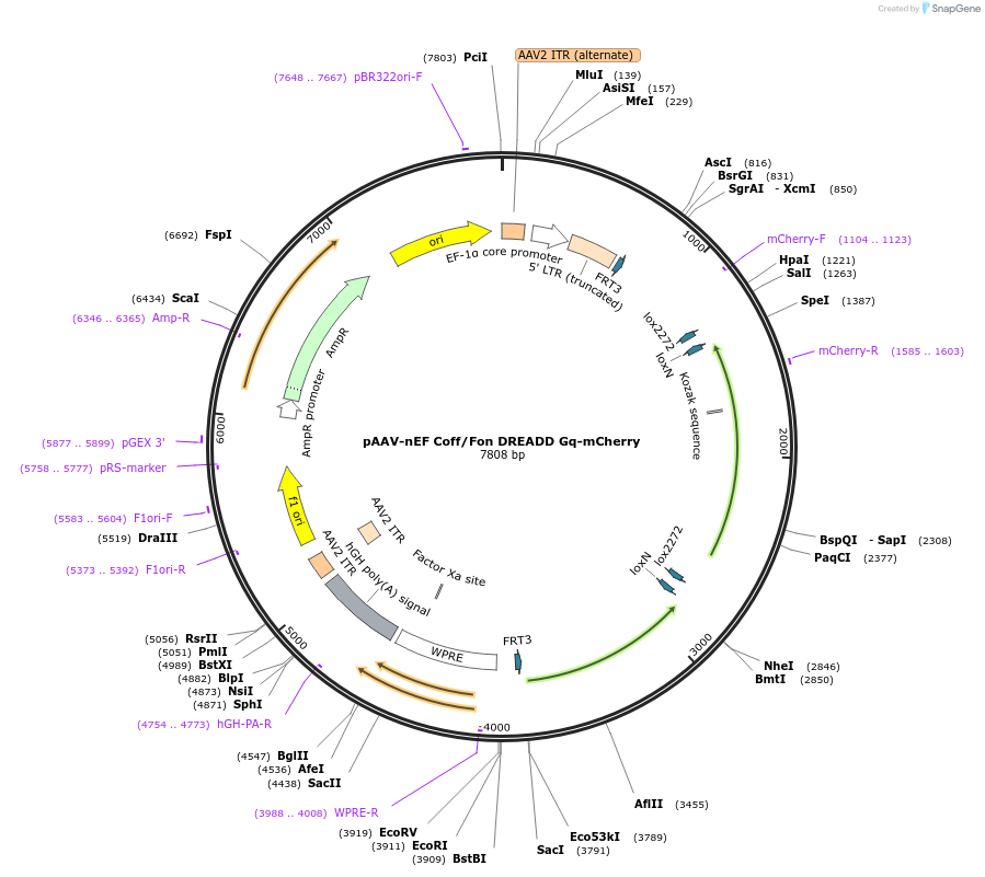 183534-plasmid-map-sequence-id-362029