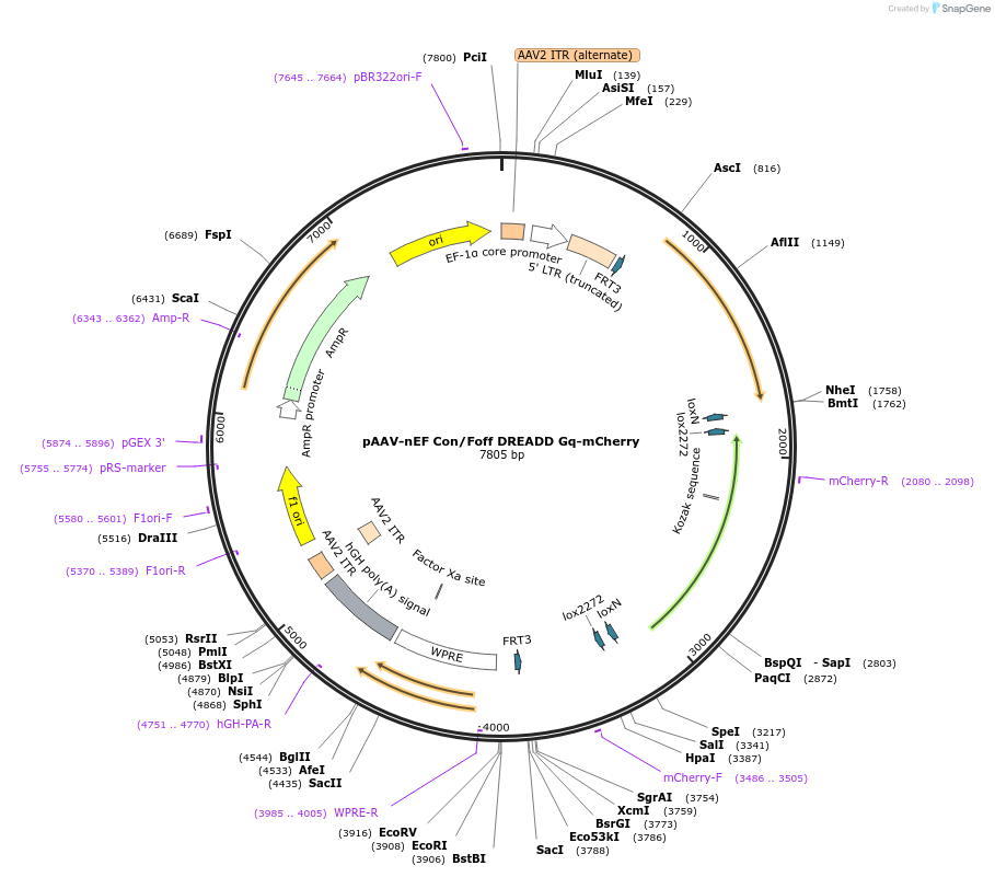 183533-plasmid-map-sequence-id-362041