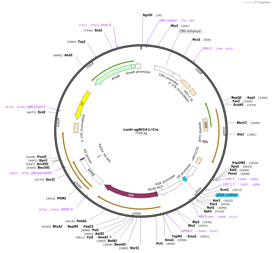 173643-plasmid-map-sequence-id-362046