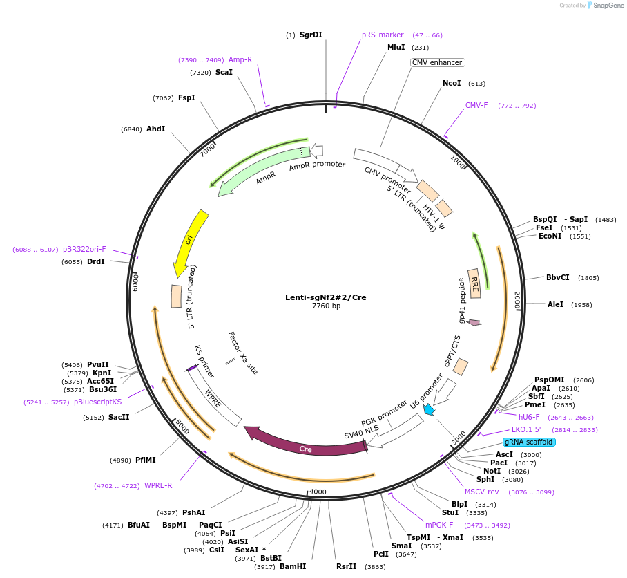 173644-plasmid-map-sequence-id-362047