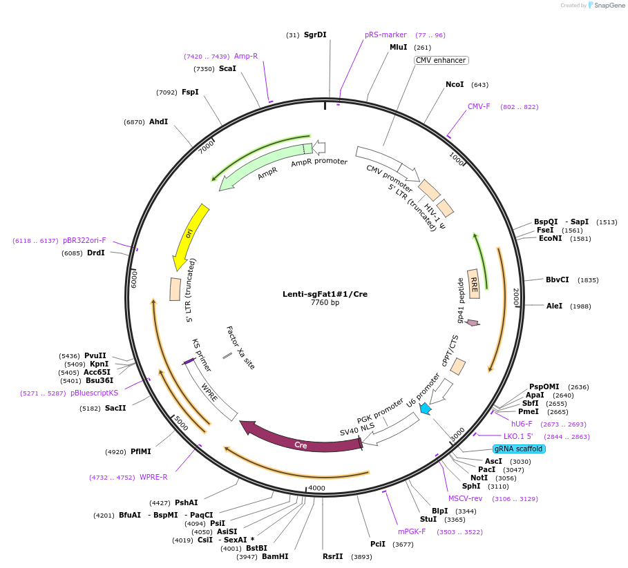 173633-plasmid-map-sequence-id-362051