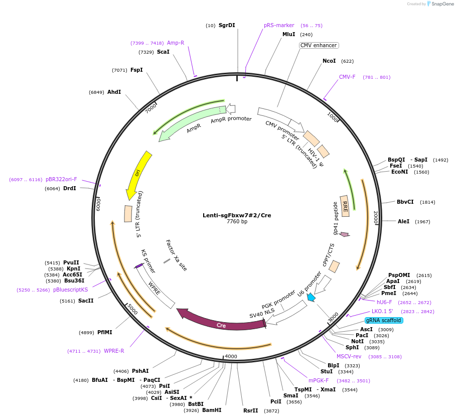 173636-plasmid-map-sequence-id-362054