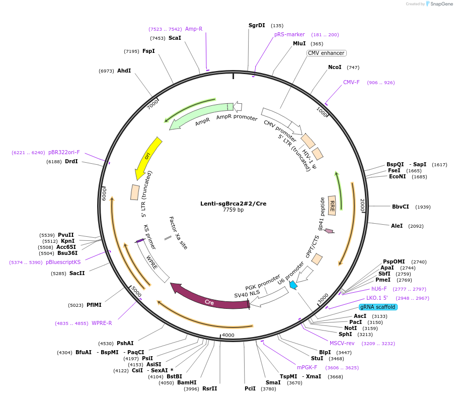 173628-plasmid-map-sequence-id-362056