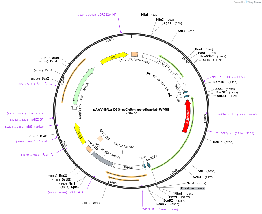 183528-plasmid-map-sequence-id-362059