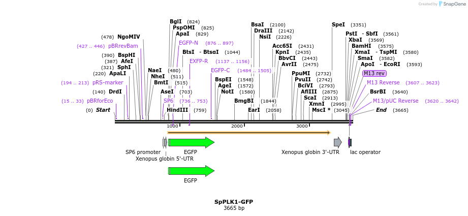 362073_map