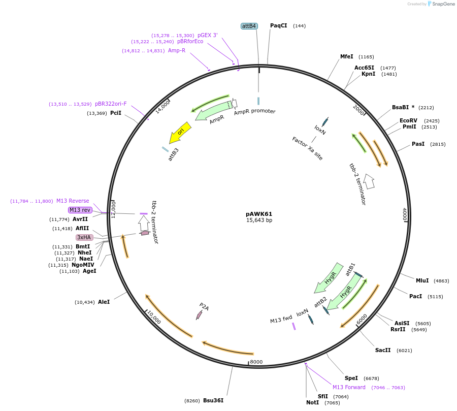 163642-plasmid-map-sequence-id-362086
