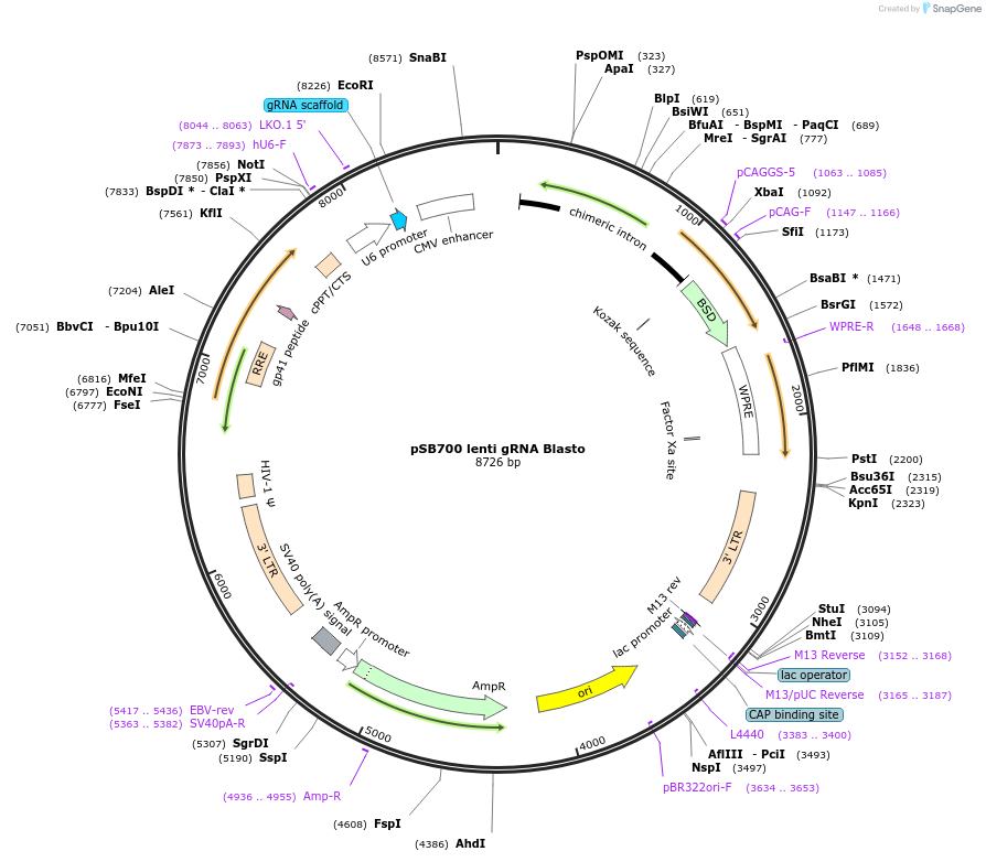 167904-plasmid-map-sequence-id-362096