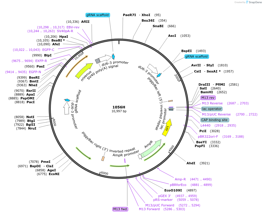183135-plasmid-map-sequence-id-362097