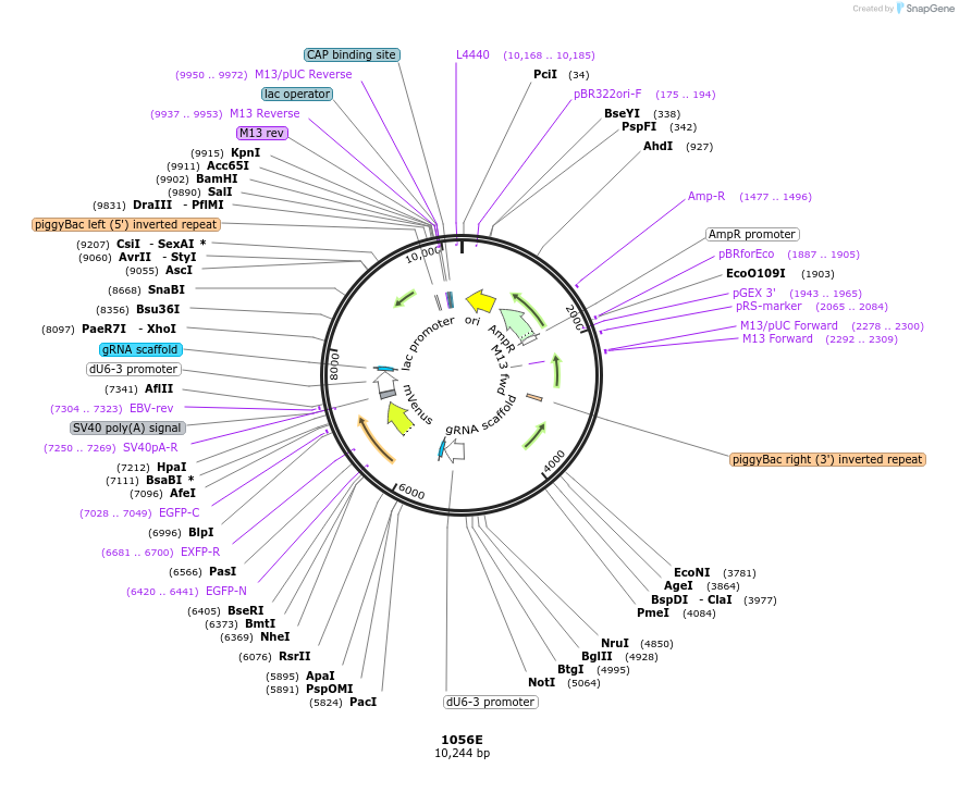 183133-plasmid-map-sequence-id-362098