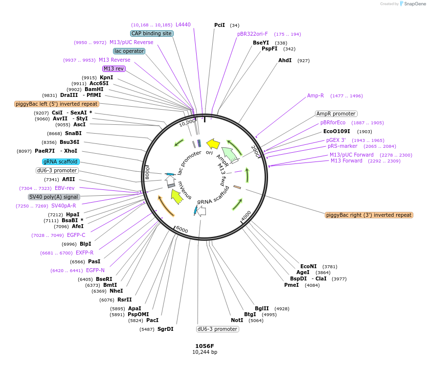183134-plasmid-map-sequence-id-362099