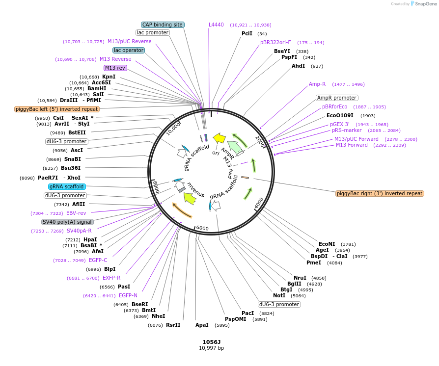 183136-plasmid-map-sequence-id-362100