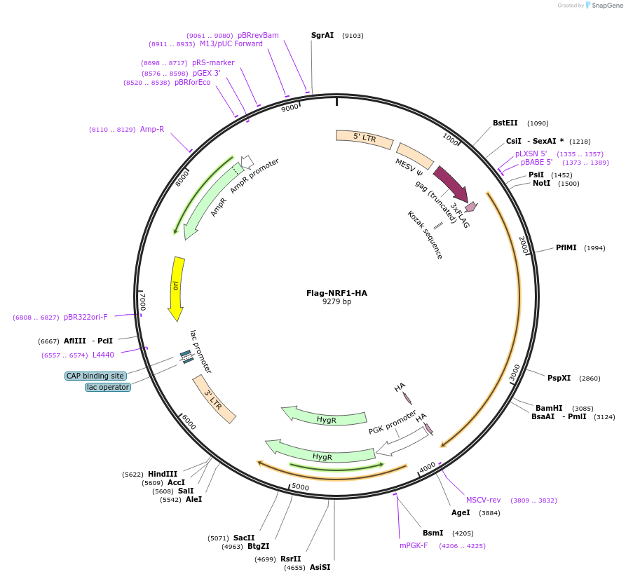 34708-plasmid-map-sequence-id-362134