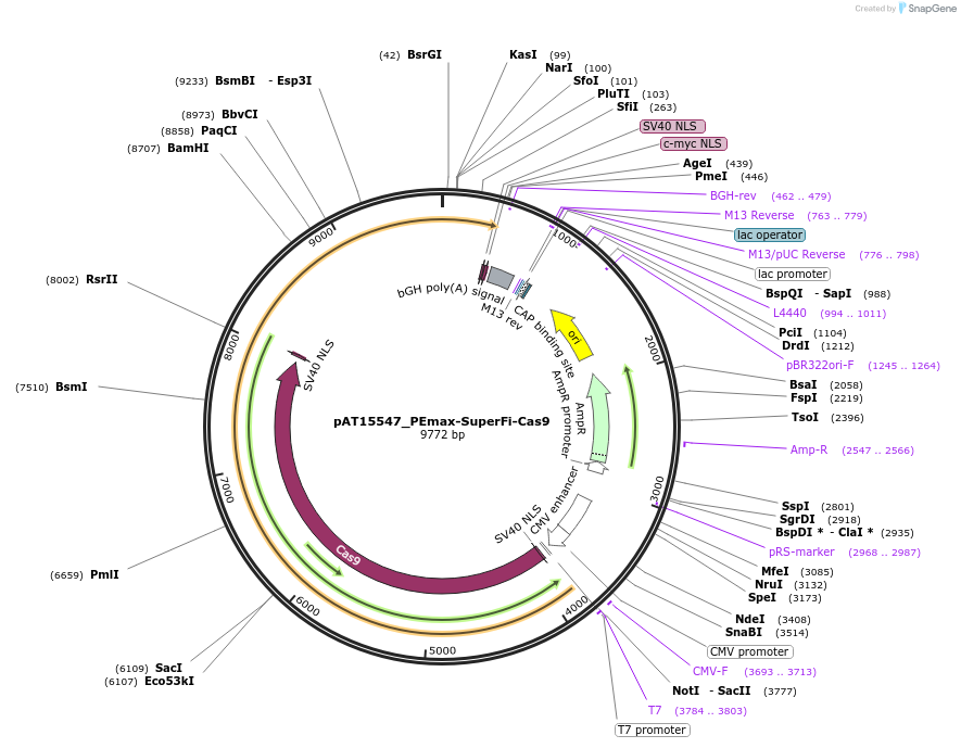 184377-plasmid-map-sequence-id-362139
