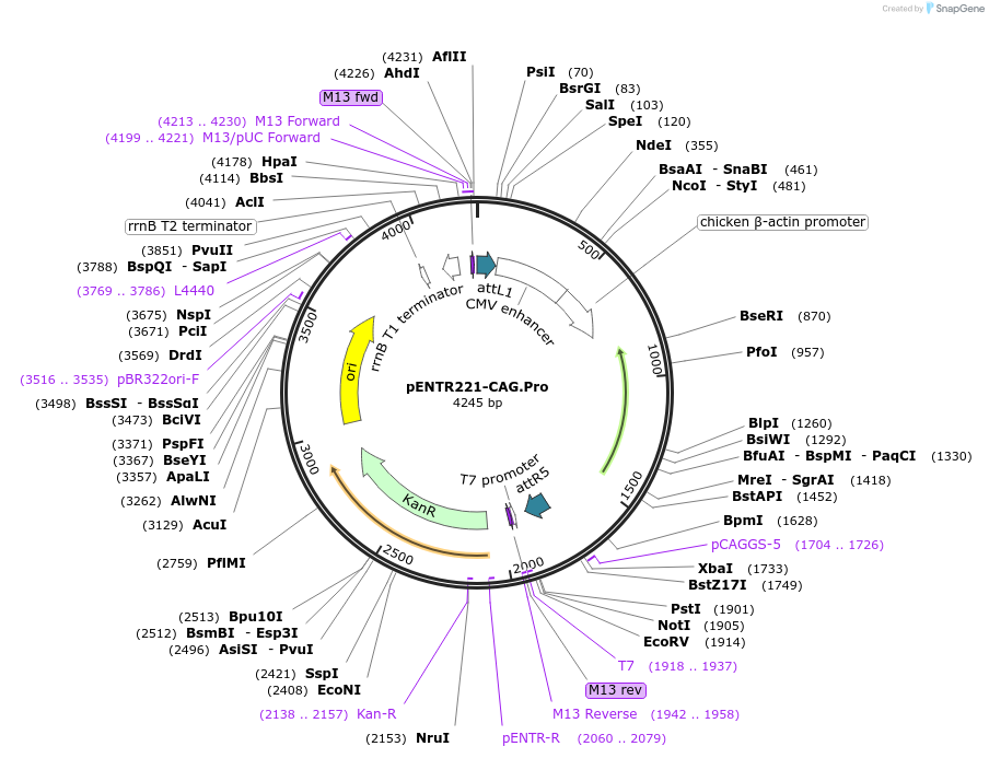 79490-plasmid-map-sequence-id-362151