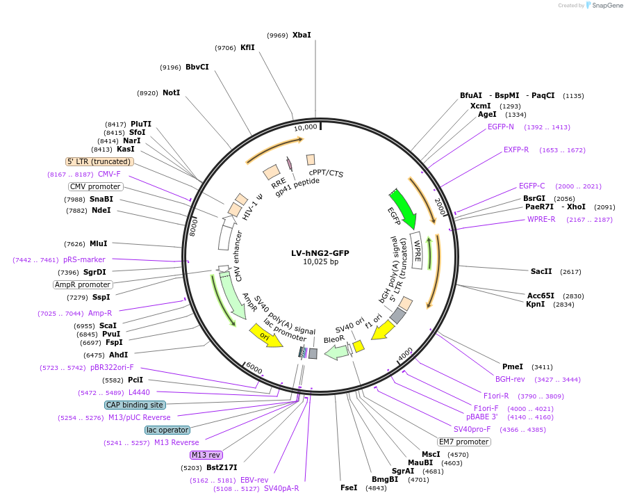 183910-plasmid-map-sequence-id-362152