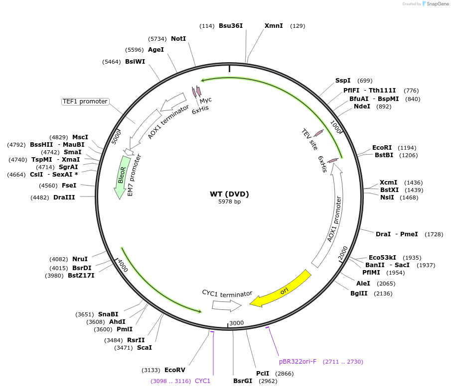 184316-plasmid-map-sequence-id-362156