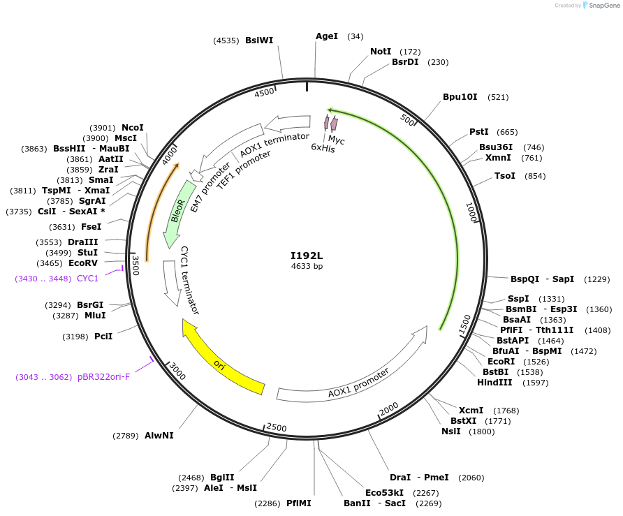 184302-plasmid-map-sequence-id-362185