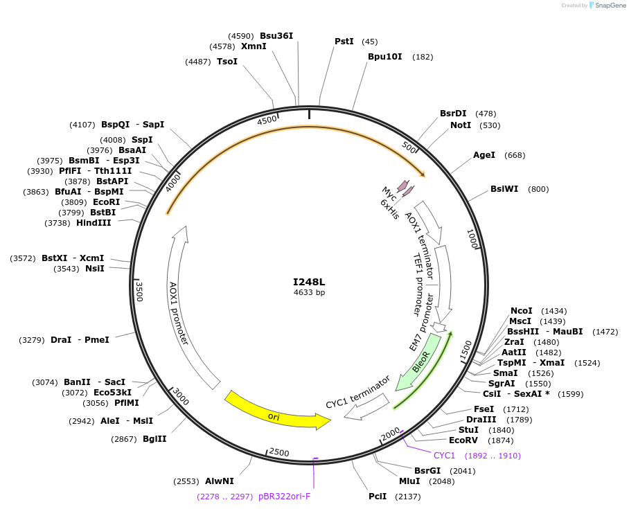 184305-plasmid-map-sequence-id-362188