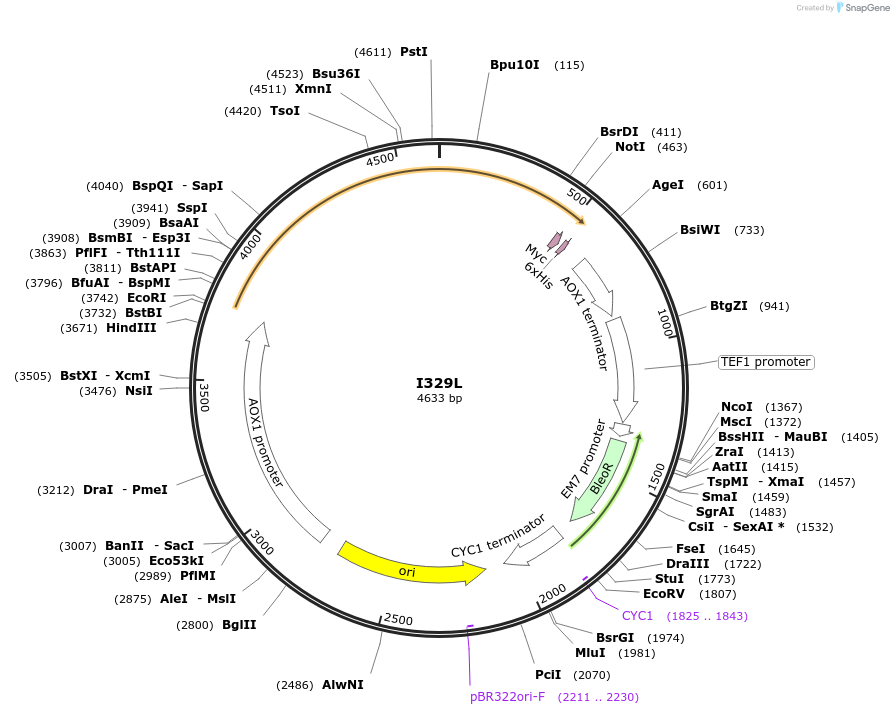184312-plasmid-map-sequence-id-362293