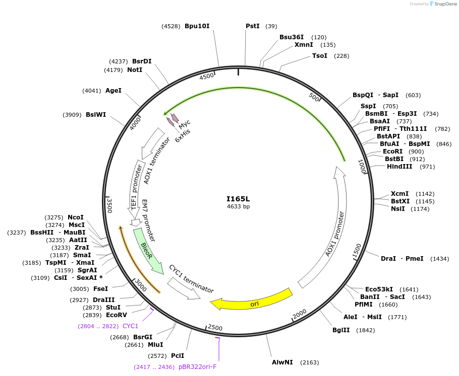 184301-plasmid-map-sequence-id-362303