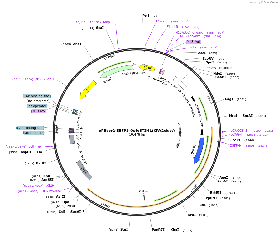 184716-plasmid-map-sequence-id-362311