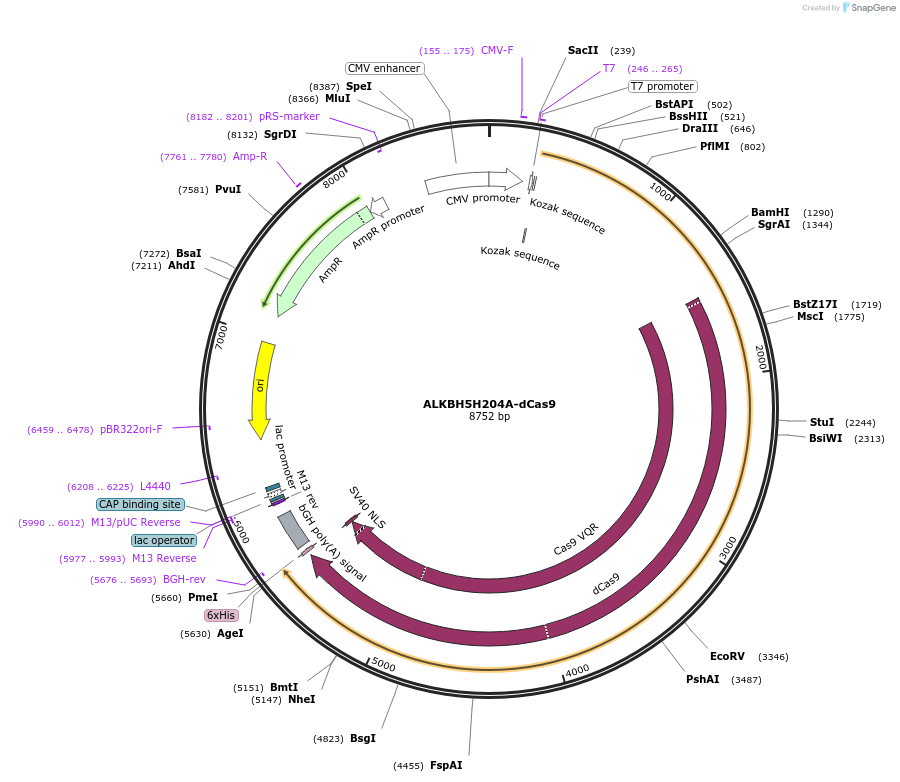 134784-plasmid-map-sequence-id-362341