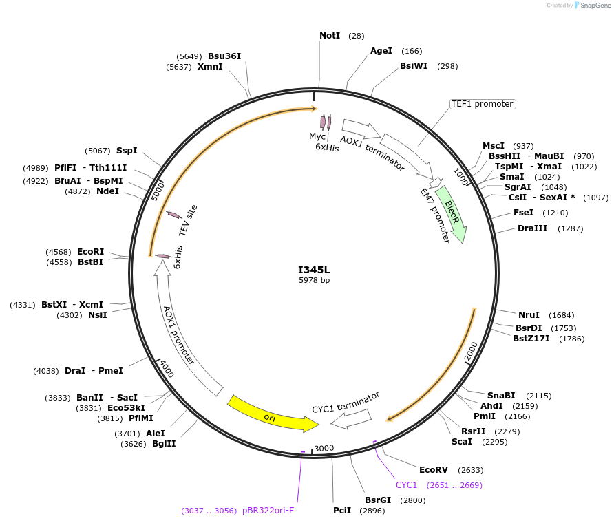 184323-plasmid-map-sequence-id-362342