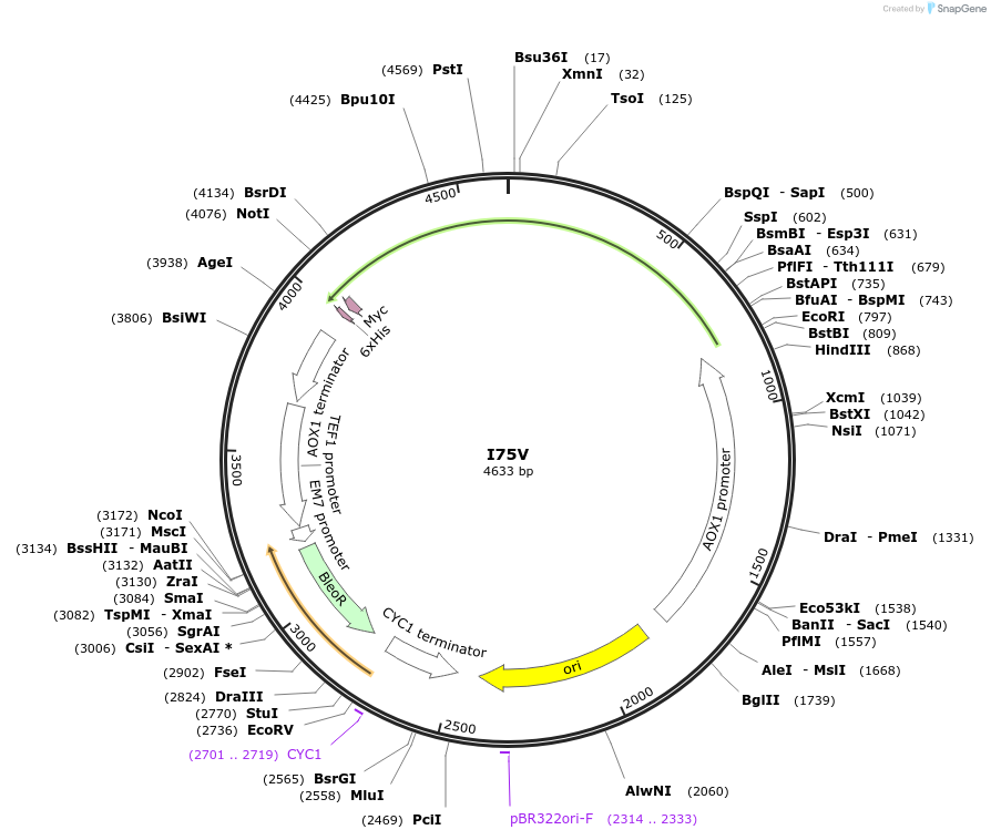 184315-plasmid-map-sequence-id-362343