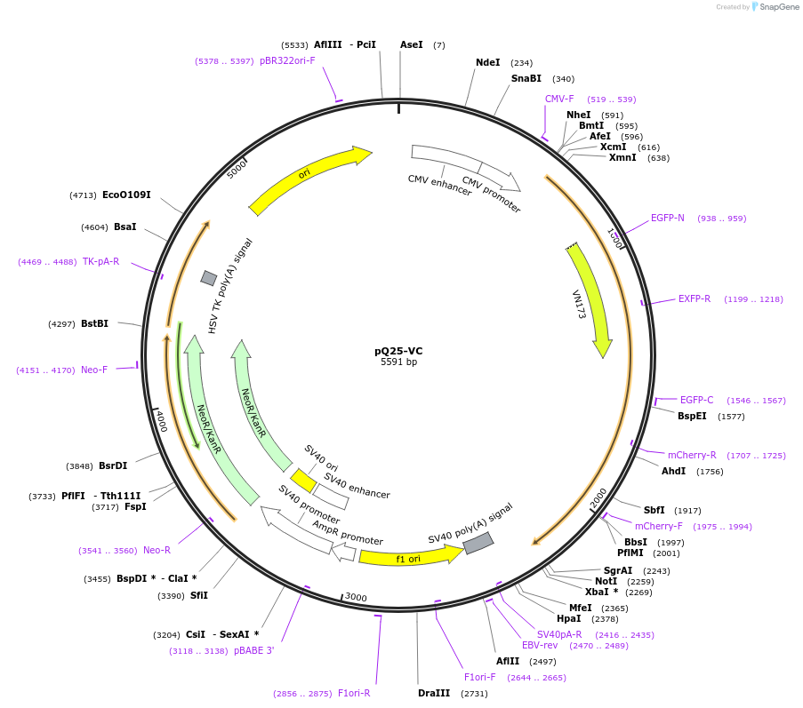 175062-plasmid-map-sequence-id-362344