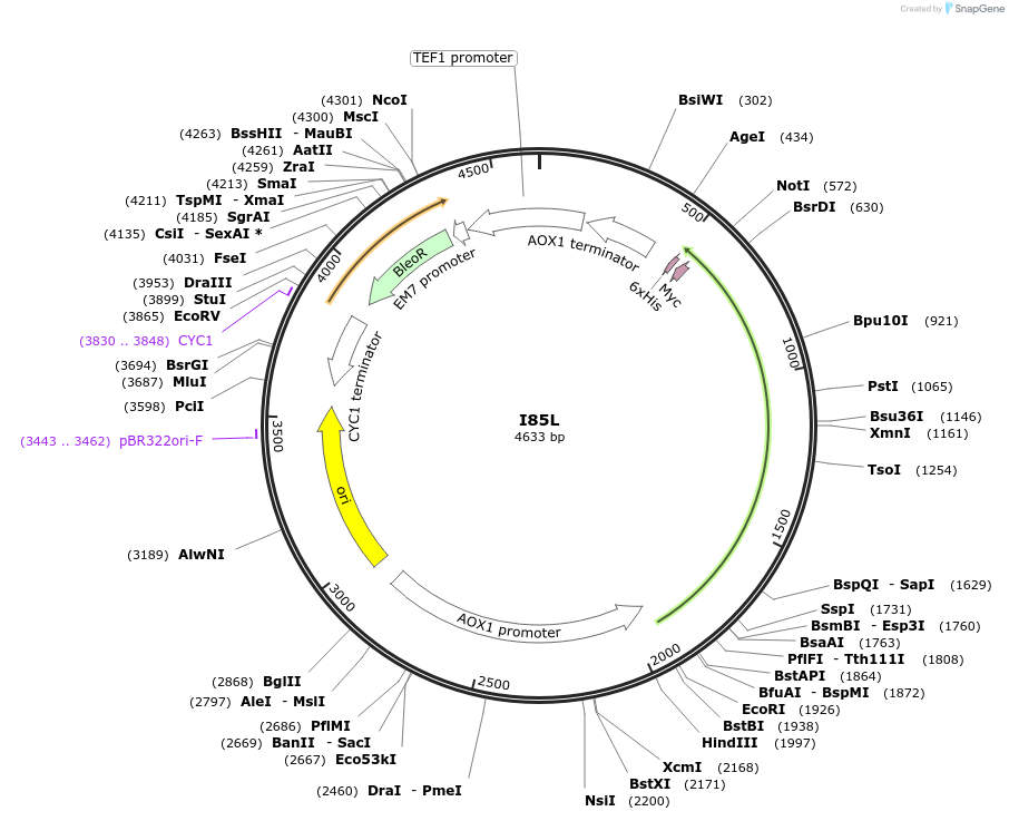 184298-plasmid-map-sequence-id-362345