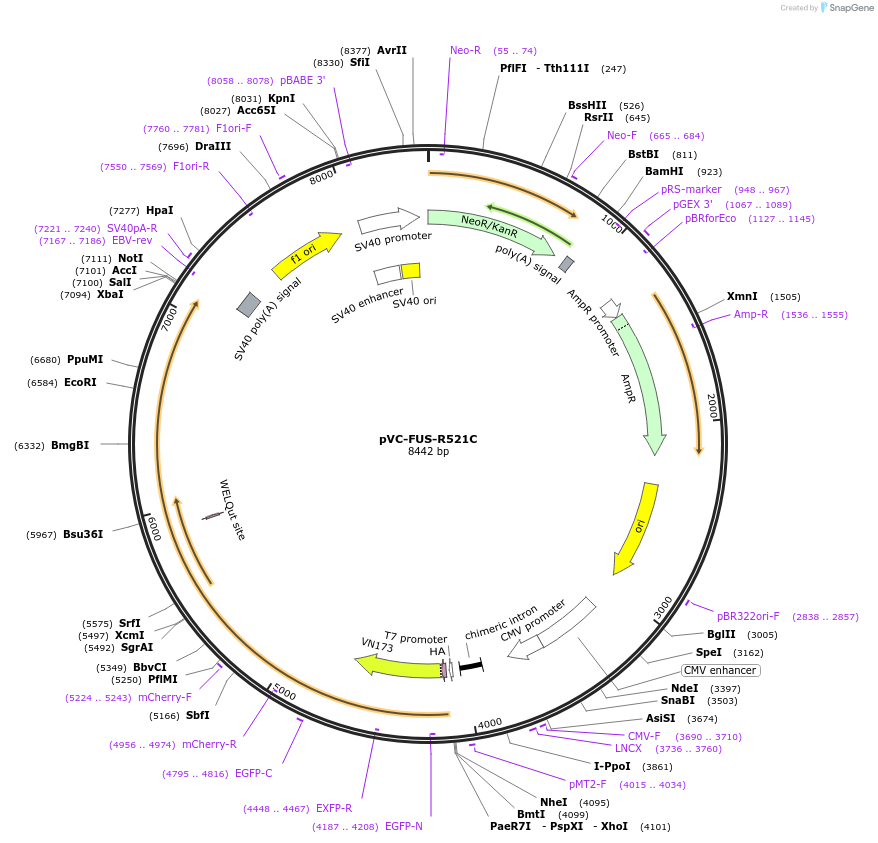 175067-plasmid-map-sequence-id-362347