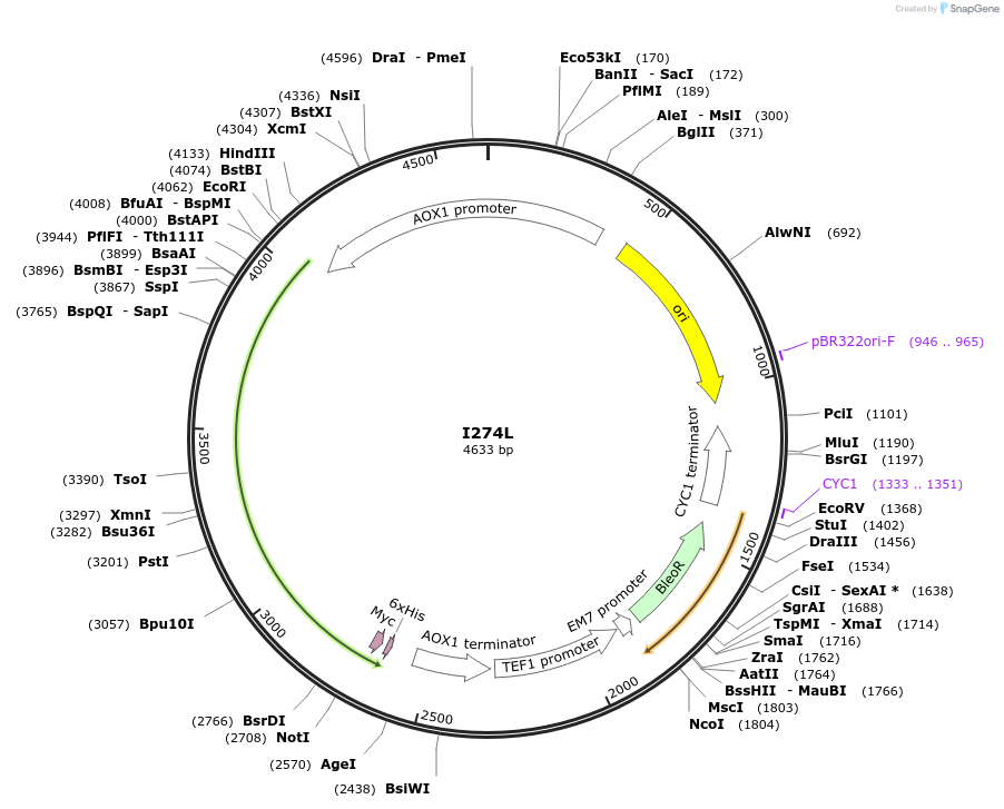 184307-plasmid-map-sequence-id-362348