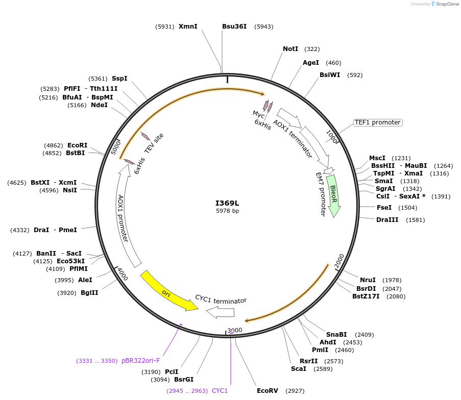 184318-plasmid-map-sequence-id-362350