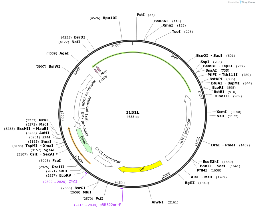 184300-plasmid-map-sequence-id-362351