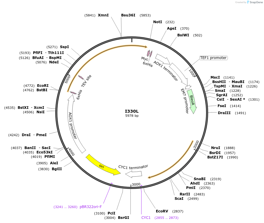 184320-plasmid-map-sequence-id-362359
