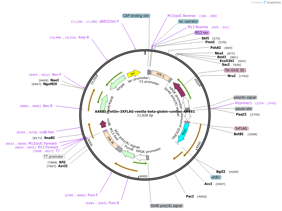 184396-plasmid-map-sequence-id-362362