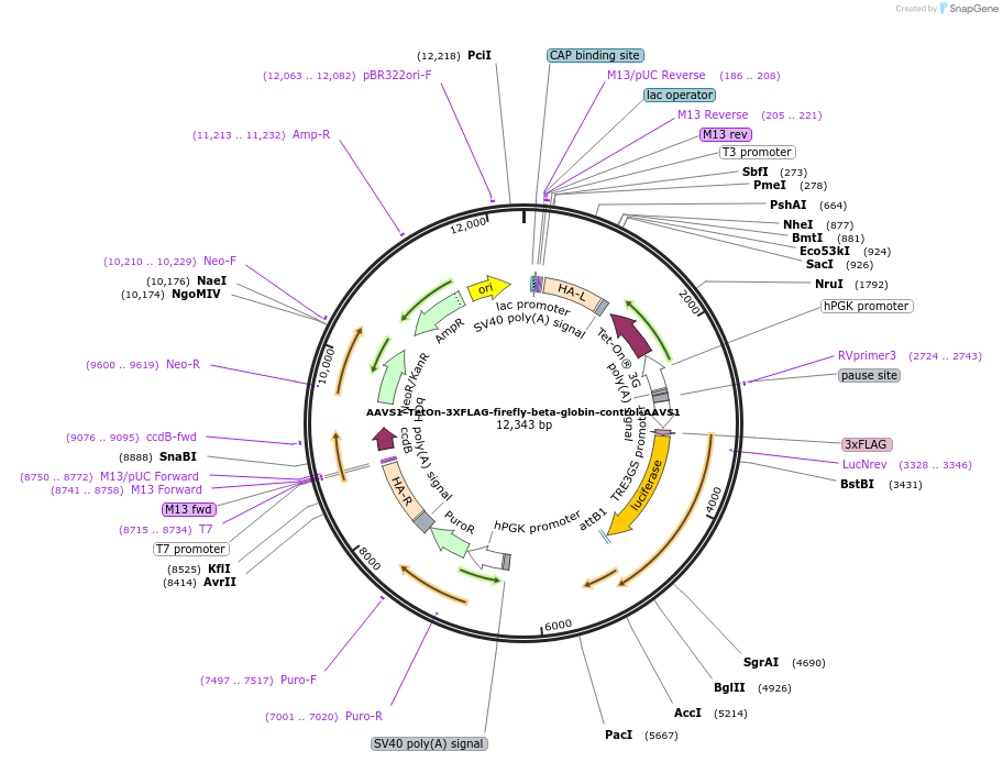 184395-plasmid-map-sequence-id-362365