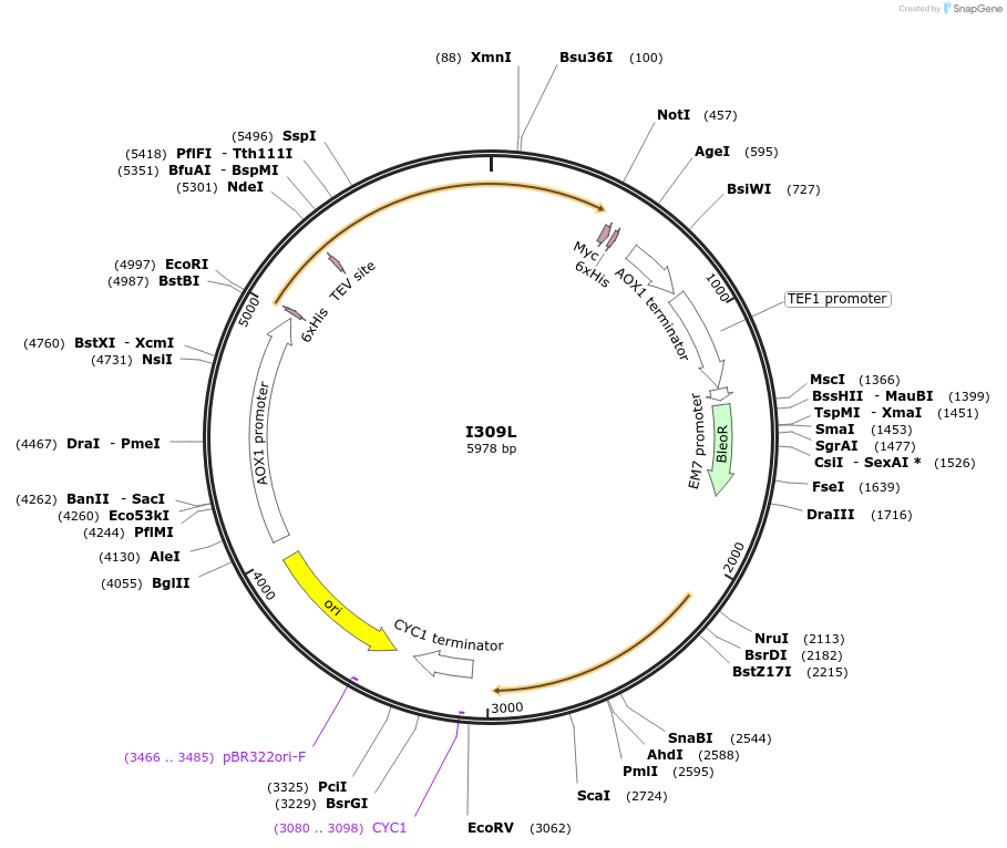 184317-plasmid-map-sequence-id-362368