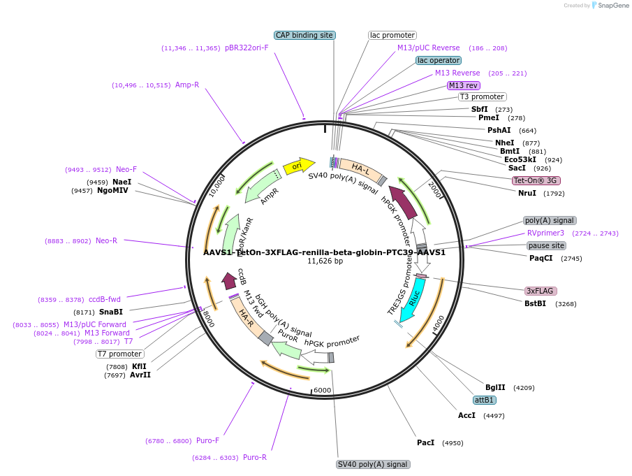 184398-plasmid-map-sequence-id-362369