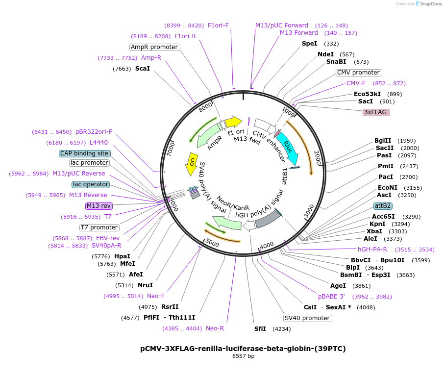 184394-plasmid-map-sequence-id-362382